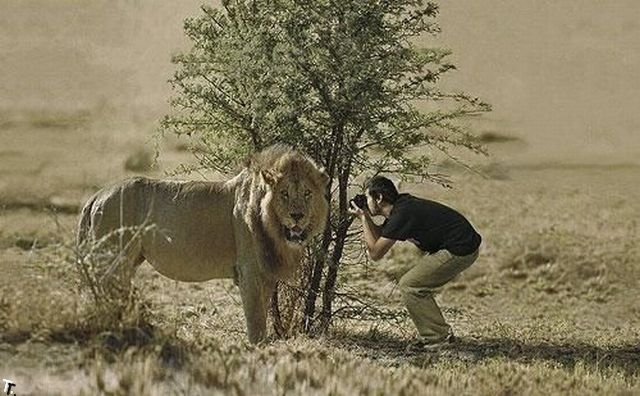 Aslan fotoğrafı