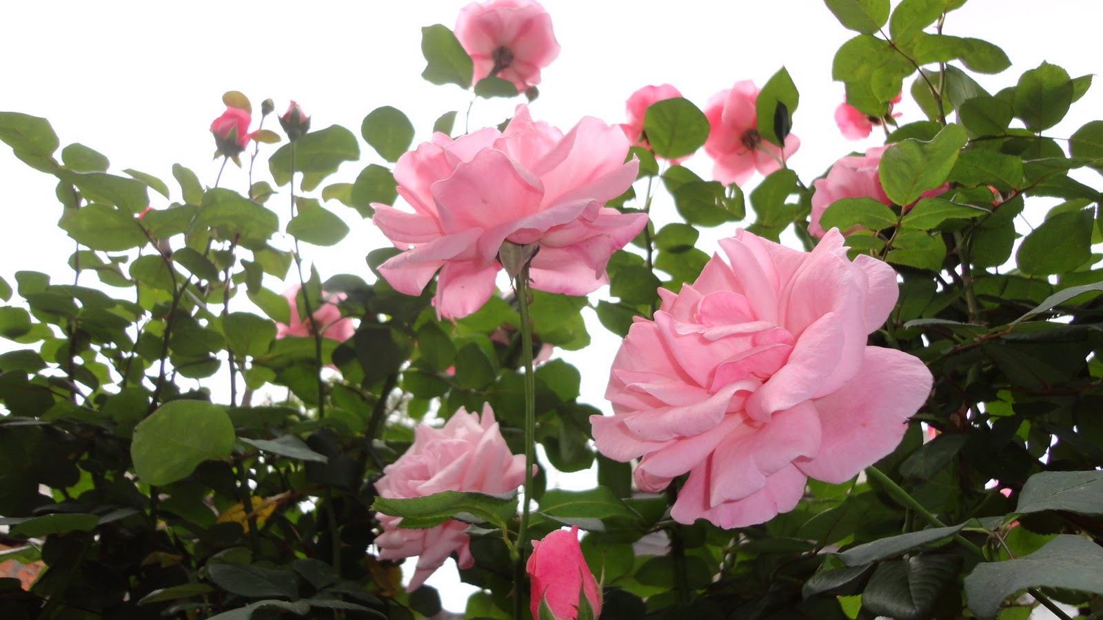 rosas do meu jardim para faceEste ano as rosas veio para encantar,os rosas do meu jardim para faceEste ano as rosas veio para encantar,os