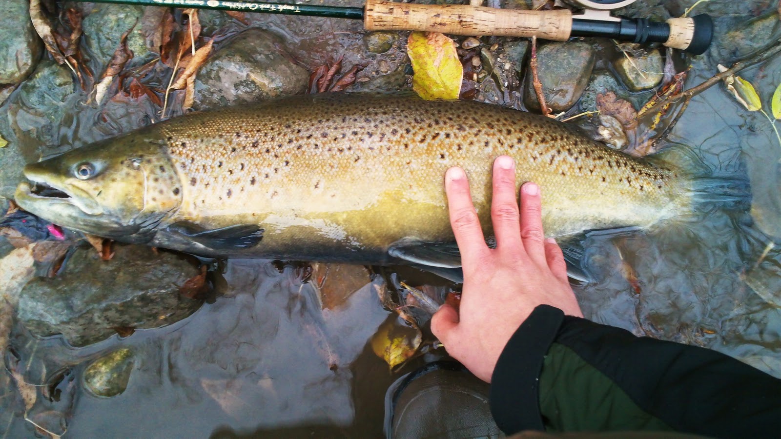 Illinois Wisconsin Fishing corporate brown trout