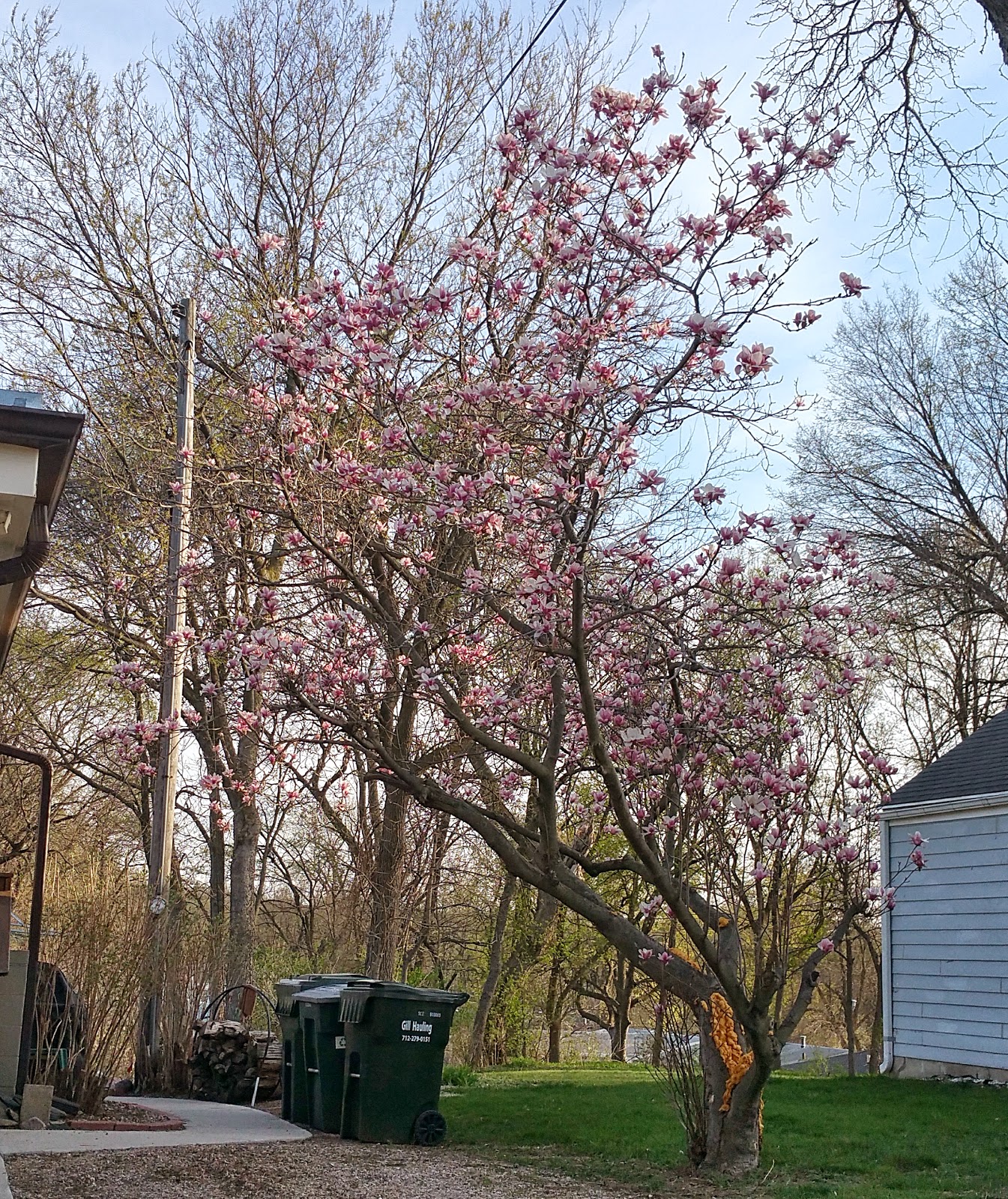 History and Culture by Bicycle Magnolia Trees of Iowa 36th Street in