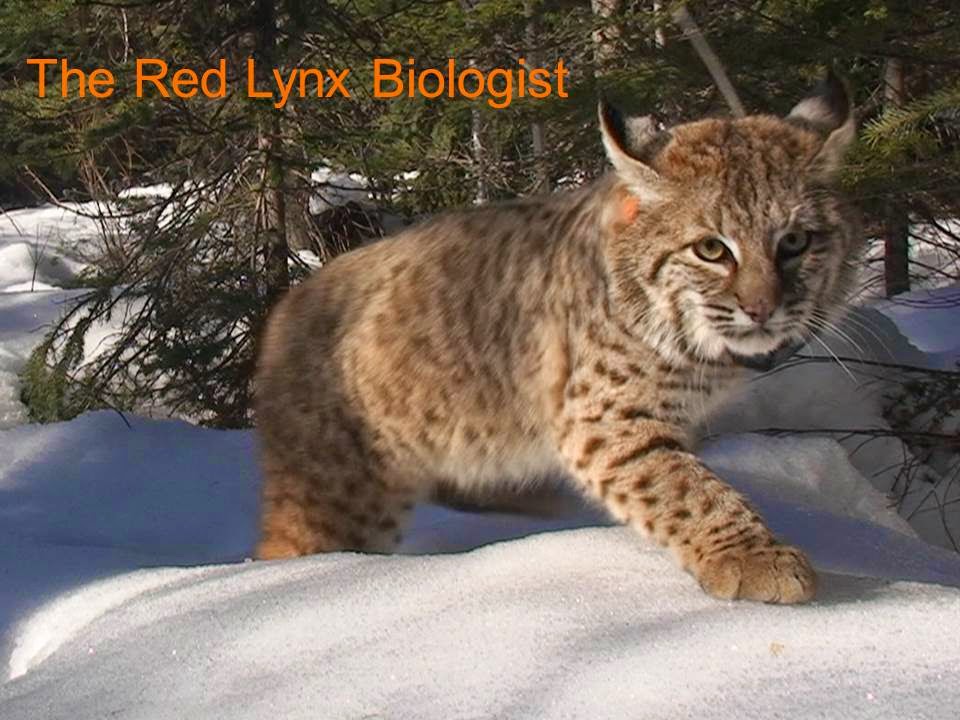 The Red Lynx Biologist