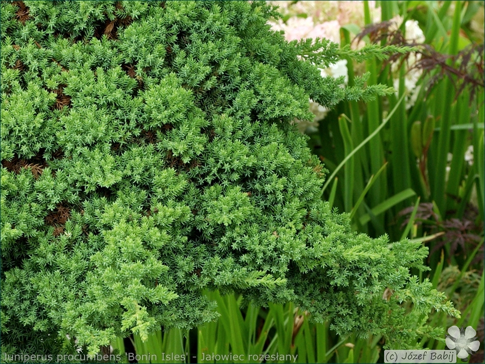 Juniperus procumbens 'Bonin Isles' - Jałowiec rozesłany 'Bonin Isles' igły
