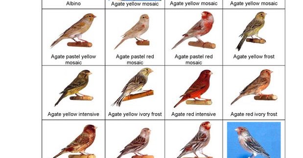 Macam-macam jenis burung kenari - Trend burung