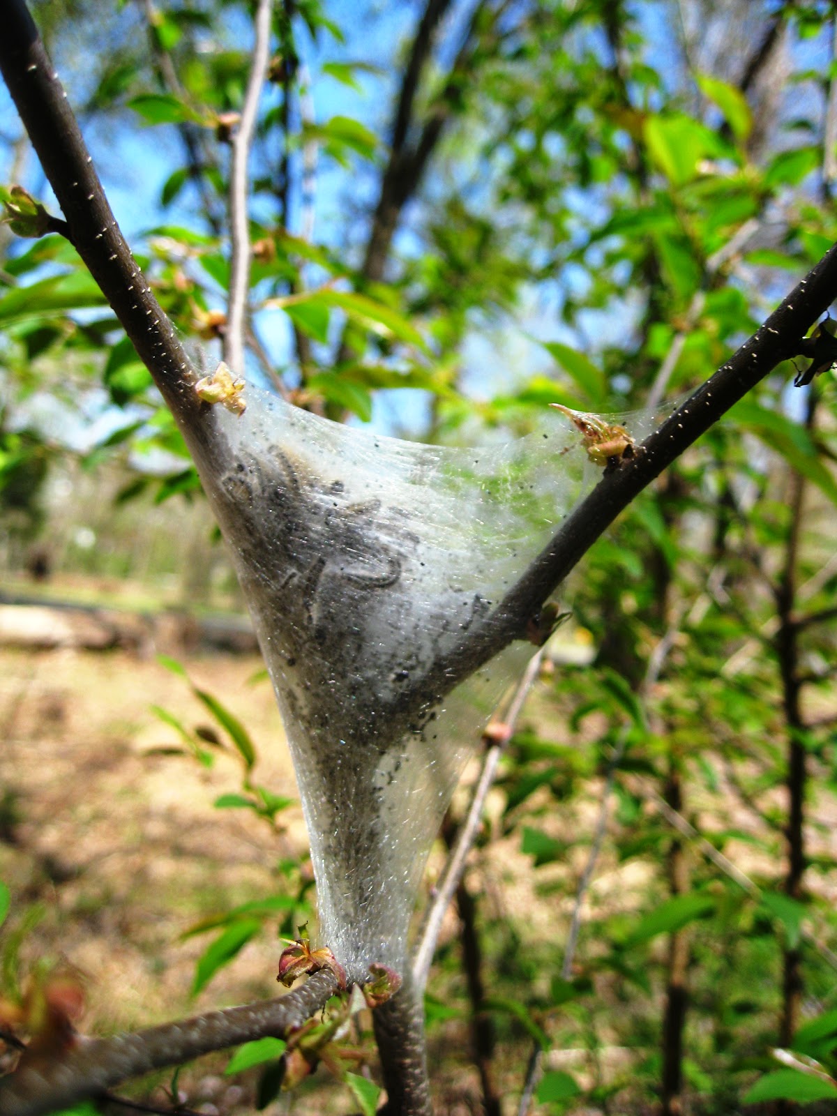 Capital Naturalist by Alonso Abugattas Eastern Tent Caterpillars
