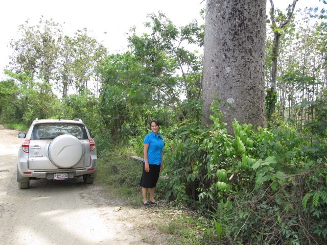 huge tree, from the bottom