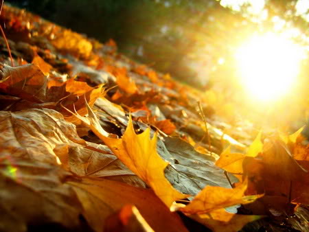 Autumn Pictures4