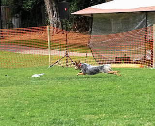 High Flying Disc Dog Vader chasing the lure course