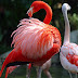 Warna - Warni Burung Flamingo