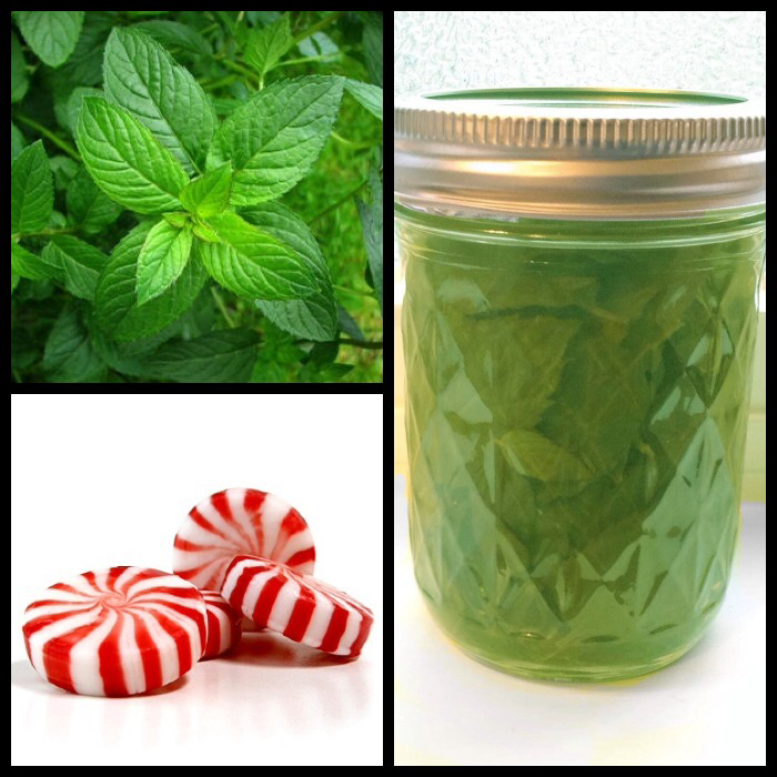 Baker Blends of Life DIY Peppermint Extract