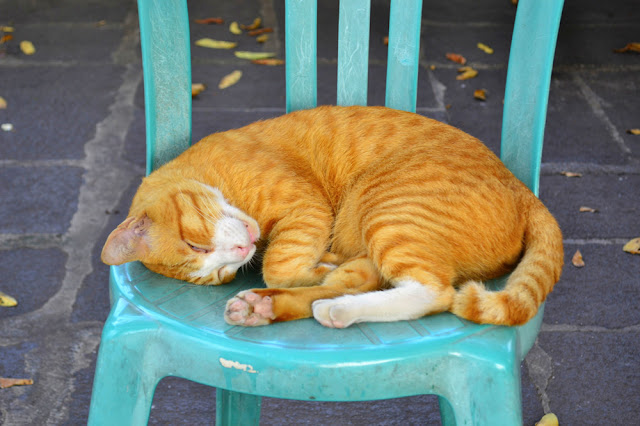sleeping cat sleeping cat