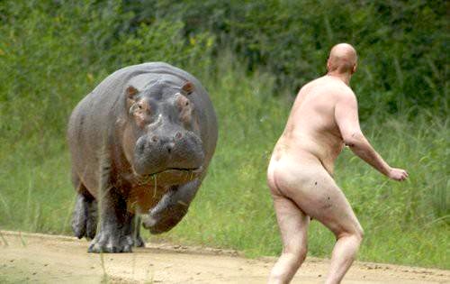 caption+this+hippo+robert+mcleod.jpg