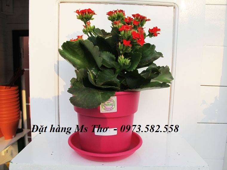 Chậu nhựa cốc có đĩa lót ở dưới màu đỏ Bocđô