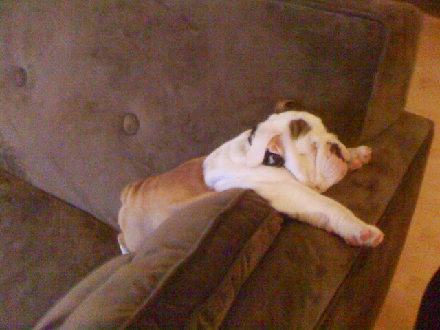 cute english bulldog puppy sleeping