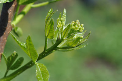 Птелея трехлистная (Ptelea trifoliata L.) 12.05.2013