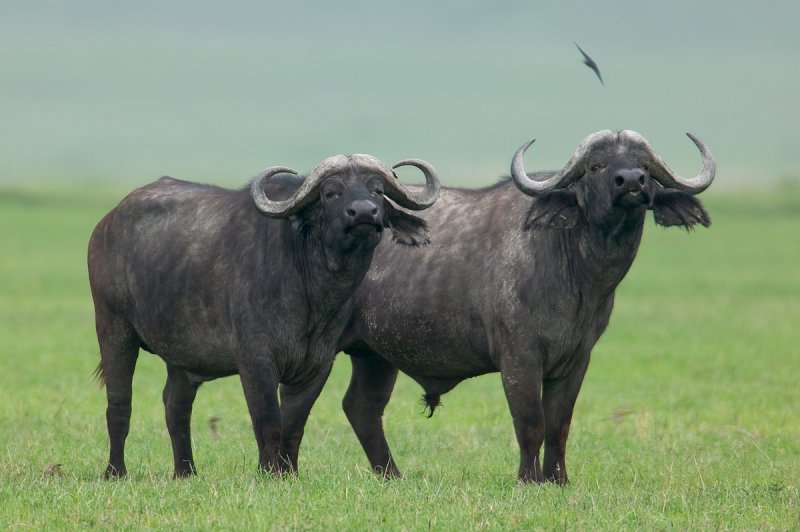The Cape Buffalo Dangerous Wildlife Facts & New Photos The Wildlife