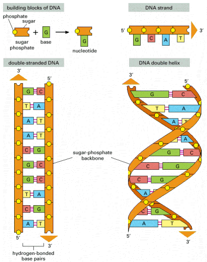 humanos con 3 cadenas de adn recursos de la ciencia humanos con 3 cadenas de adn recursos de la ciencia