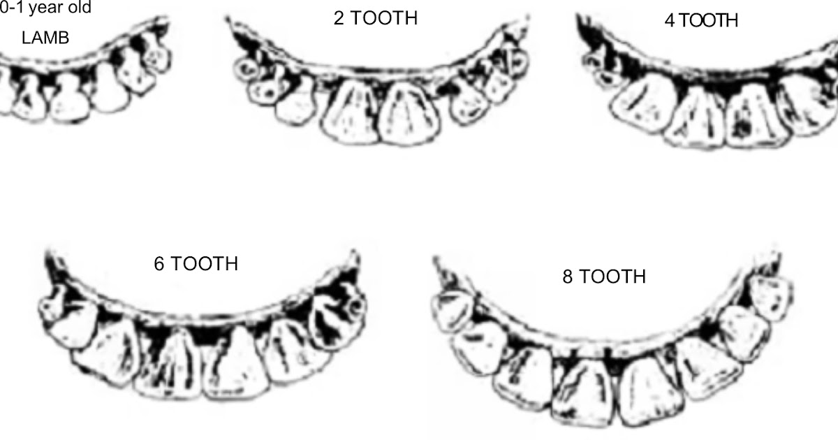 Age determination cattle, sheep and goats Amass Farming Tips & Info