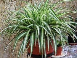 cinta (Chlorophytum comosum) cinta (Chlorophytum comosum)