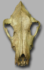 “Crani de llop” trobat a les muntanyes burgaleses per en Jordi Girbén. (Imatge cedida per en Jordi)