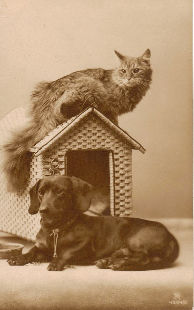 25 Adorable Vintage Photos of Dogs and Cats Together