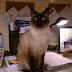 Grooming of Siamese