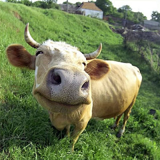 Funny cow pictures gallery - ONLINE NEWS ICON