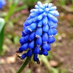Texas State Flower - Bluebonnet