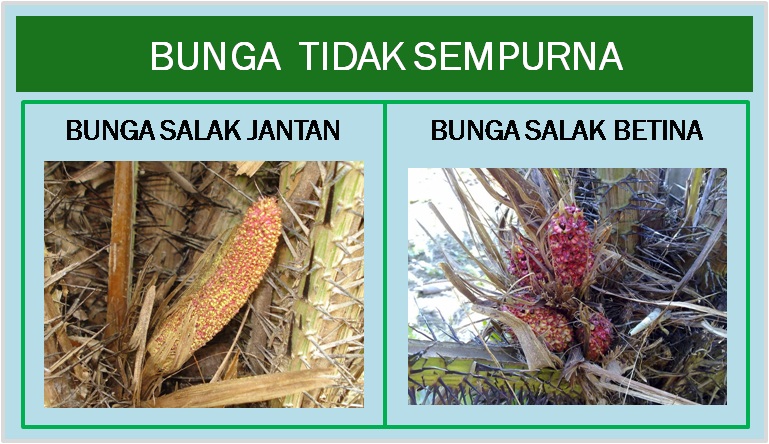 Gambar Macam Jenis Bunga Bagian Bunga Fungsinya Freewaremini