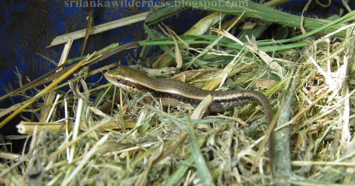 Wild Sri Lanka Compost Bin Occupant & Other Critters......