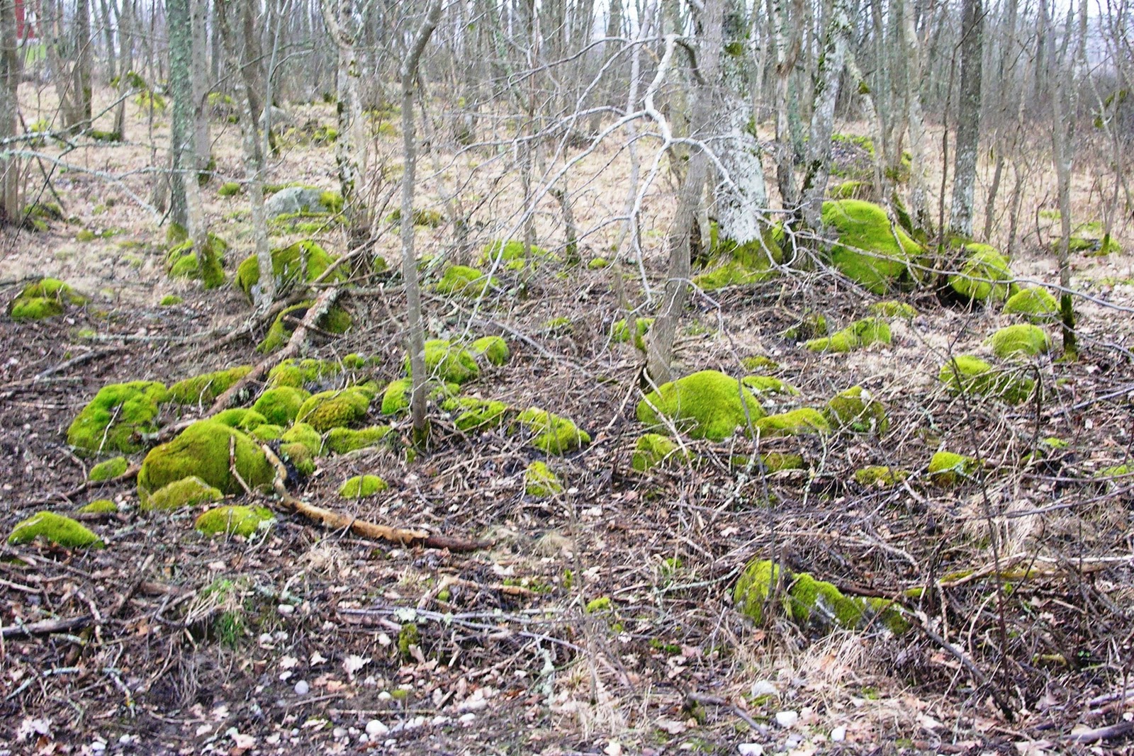 Utsikt från mitt fönster: januari 2012