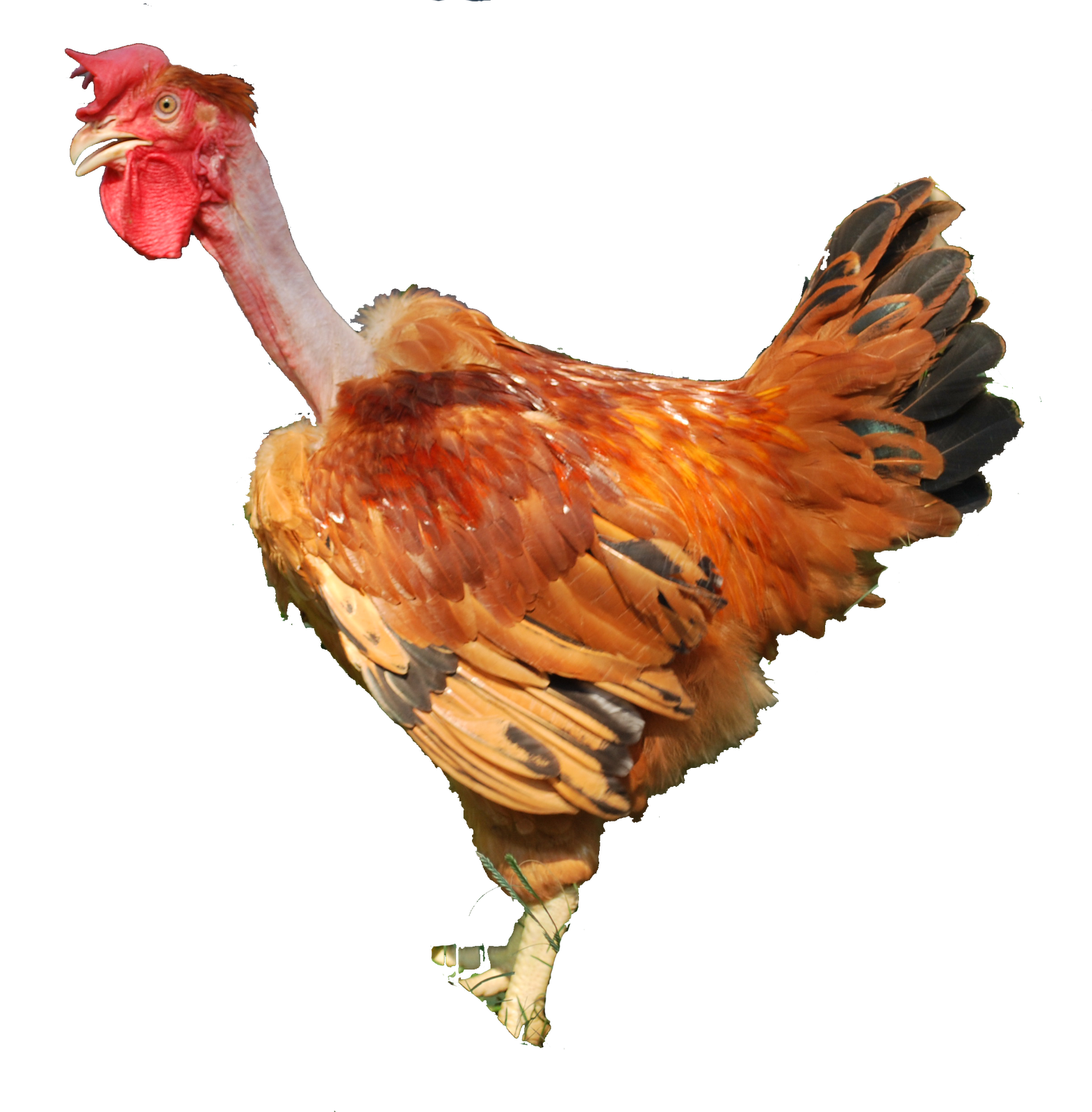 BOUNTY FRESH FREERANGE CHICKENS OUR BREEDER MALES FROM HUBBARD