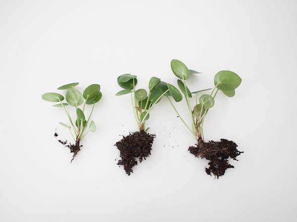 Pilea Peperomioides