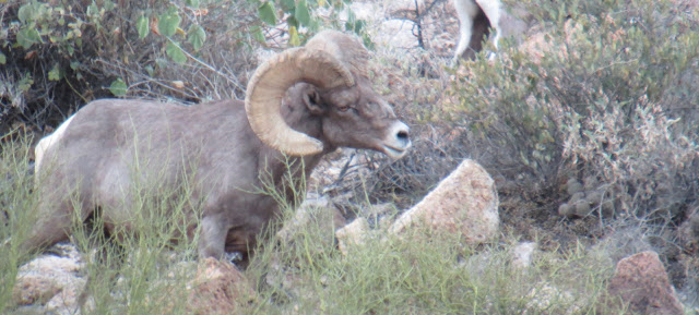 AZ+Desert+Bighorn+Sheep+Hunt+Photo+with+Colburn+and+Scott+Outfitters+7.jpg