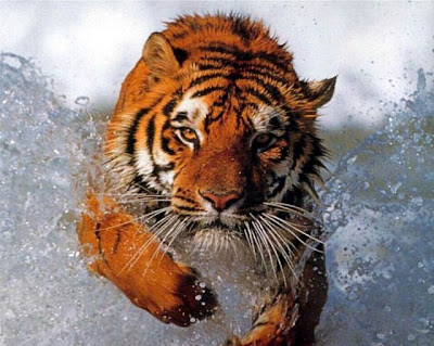 Cute and Funny Animals-Cute and Funny Animals pictures funny humor pics