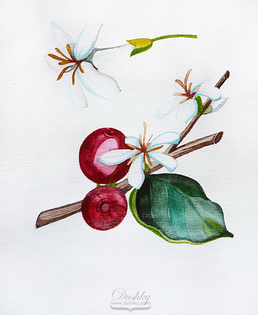 the coffea by #dushky | #watercolor #illustration #plant #plantproject #tattoodesign #coffea #coffee