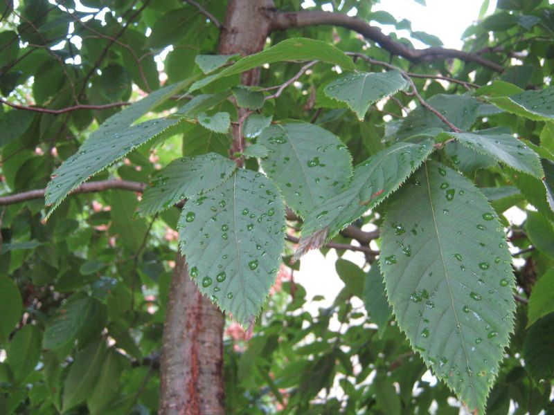 Future Plants by Randy Stewart Ostrya HopHornbeam