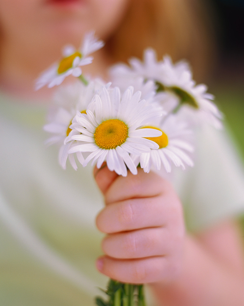 HRONIA POLLA STIS MANOULES Daisies