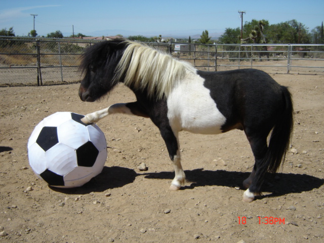 How highly do you rate Sergio Ramos? - Page 11 A+Mini+Horse+2