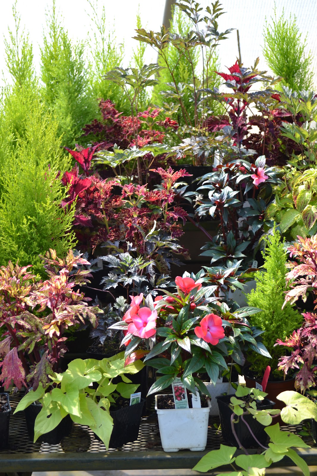 The Outlaw Gardener Visiting Pine Creek Nursery