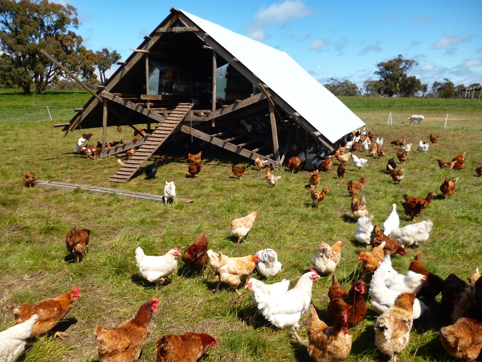 PURPLE PEAR FARM permaculture in action Taranaki Farm