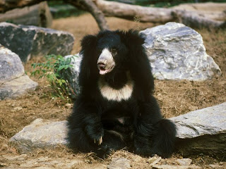 sloth bear