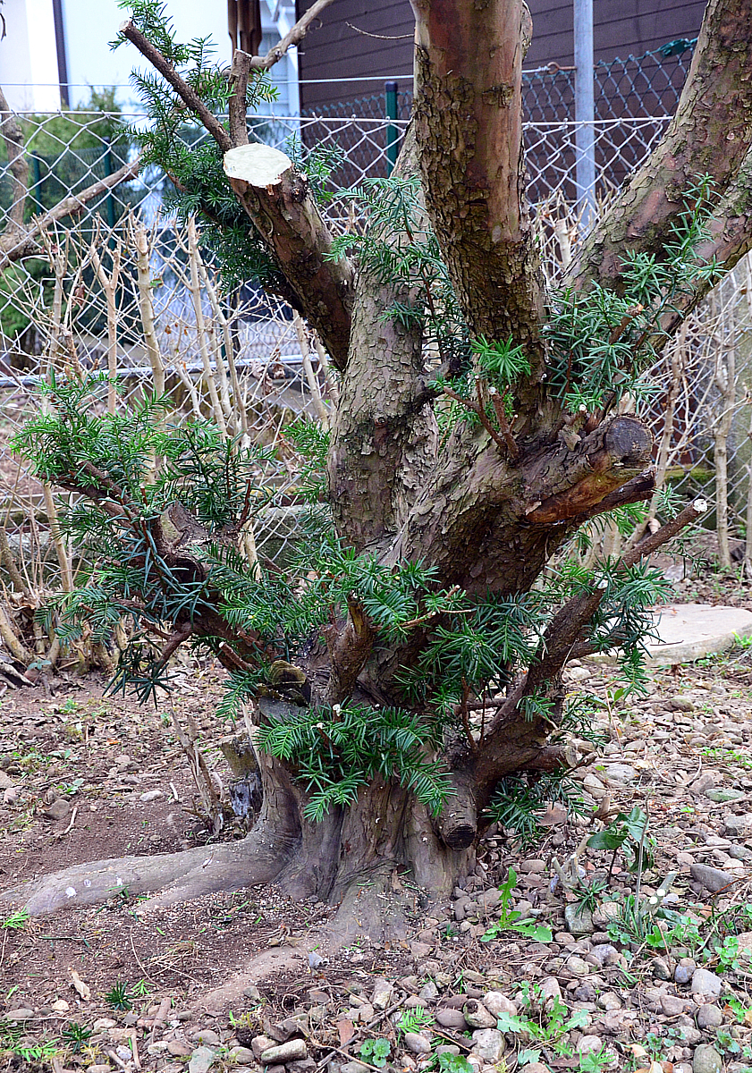 Bonsai Living Art Taxus Baccata long term project (urban yamadori)