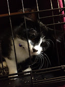 ADOPTED!!  WHISKAS / FRODO