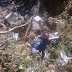 (Trigana Air crash) Bodies recovered, data recorders found