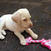 Little girl's stolen puppy returned by remorseful thieves