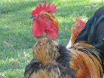 Boris the Transylvanian naked necked Rooster