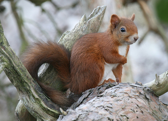 Red+Squirrel.jpg