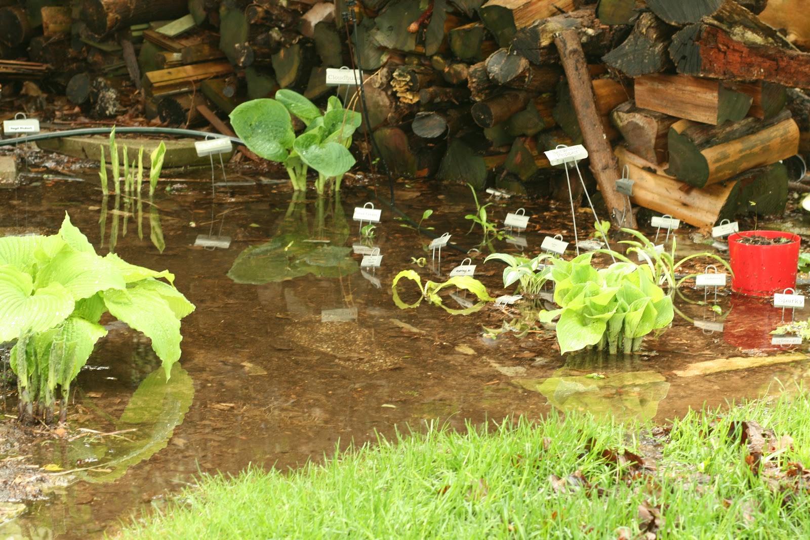Cheesehead Gardening Hostas Underwater and Plants that Tolerate Water
