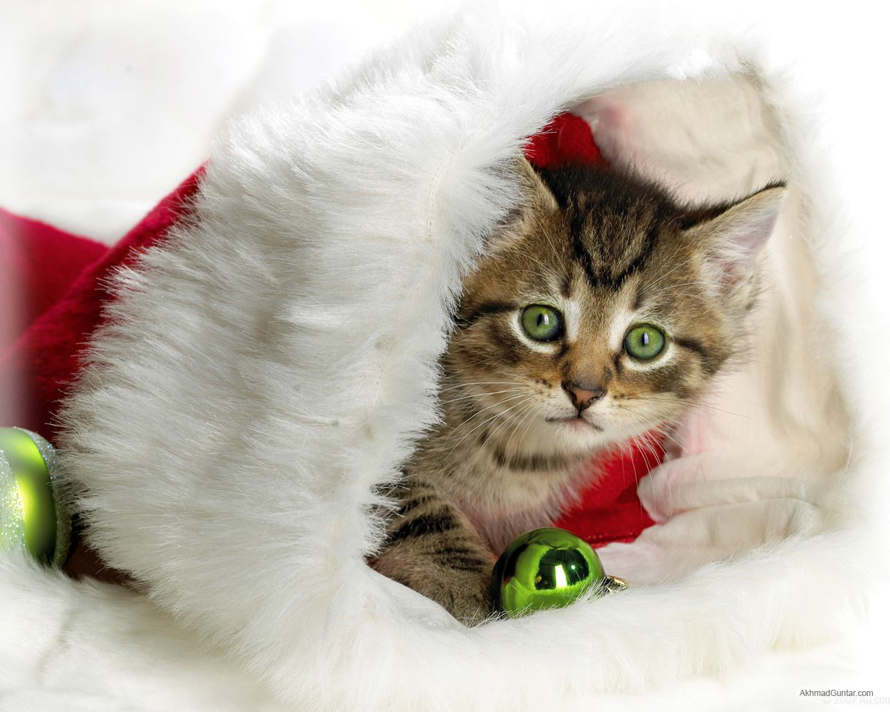 http://4.bp.blogspot.com/-NqaXXaaODy4/TdXtknb4laI/AAAAAAAAAAU/l4ZGwp4oJUk/s1600/Kucing+Guntar+%252833%2529.jpg