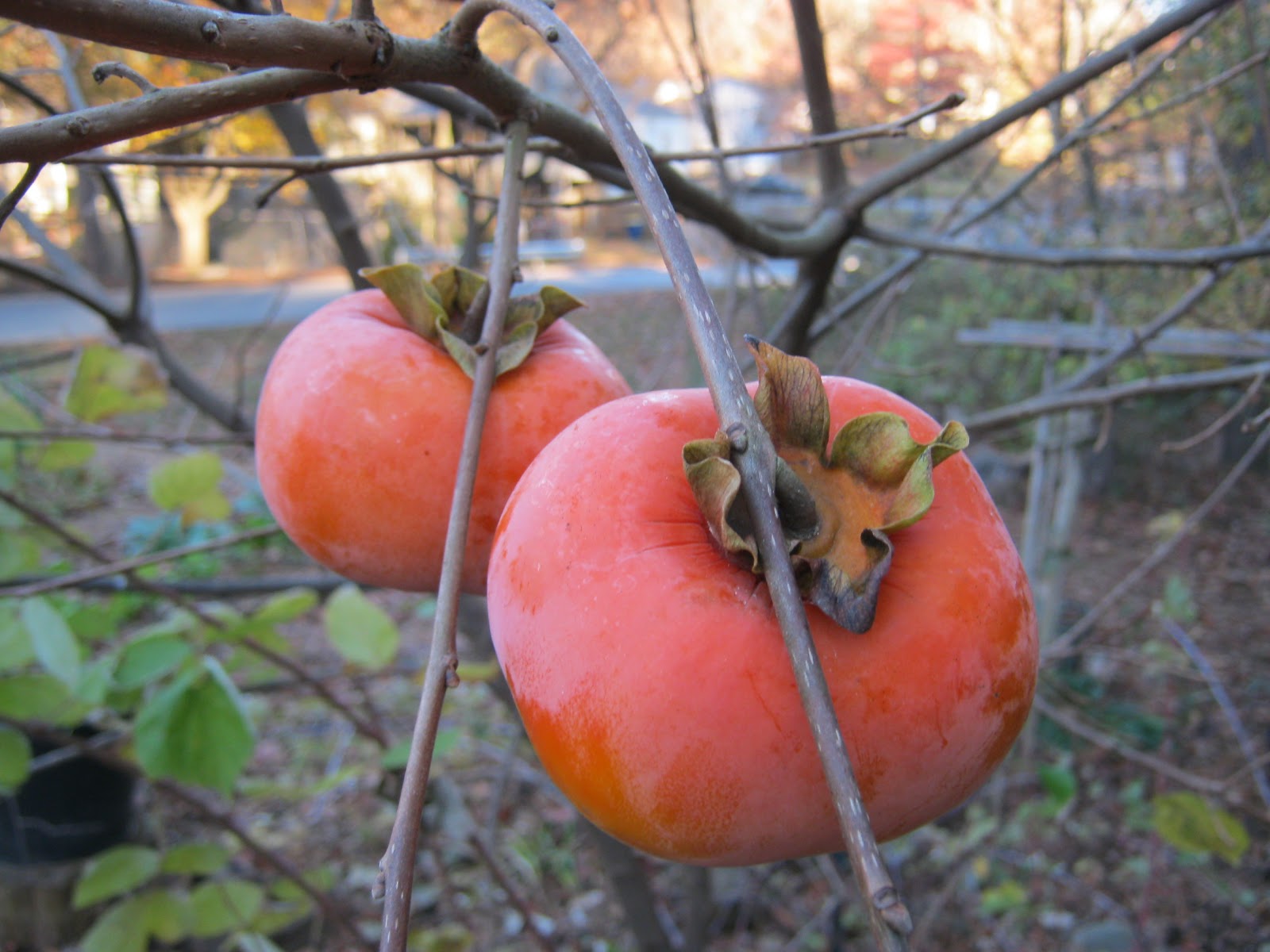 persimmon without seeds